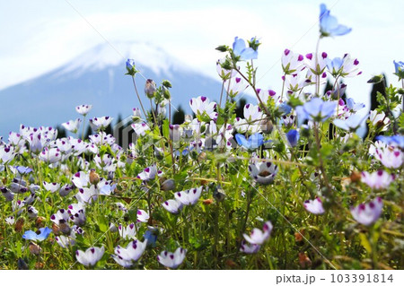 ネモフィラと富士山 103391814