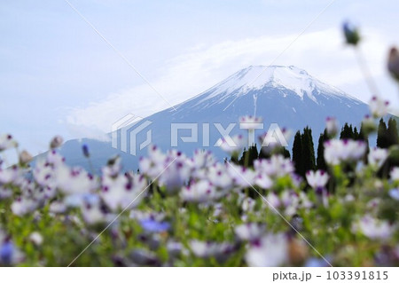 ネモフィラと富士山 ネモフィラと富士山 103391815