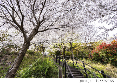 日吉の丘公園 103392135