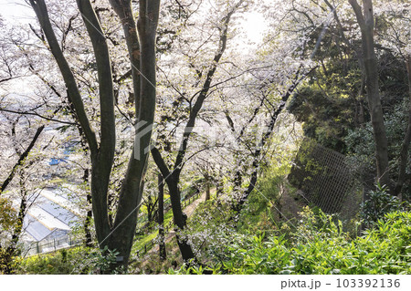 日吉の丘公園 103392136