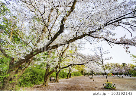 日吉の丘公園 日吉の丘公園 103392142