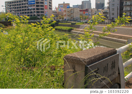 芝川橋 2023 芝川 芝川橋 2023 芝川 103392220