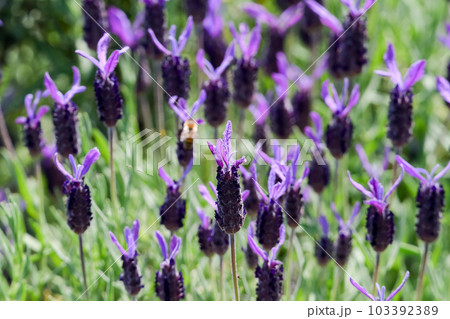 フレンチラベンダー 103392389