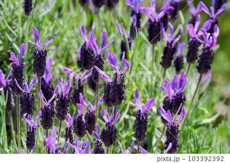 フレンチラベンダー 103392392