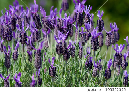 フレンチラベンダー 103392396