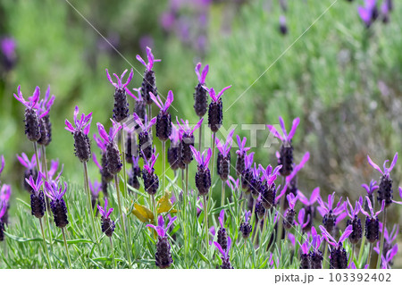 フレンチラベンダー フレンチラベンダー 103392402