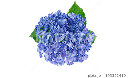 ウズアジサイ 渦紫陽花 背景白 バック 6月 梅雨 ウズアジサイ 渦紫陽花 背景白 バック 6月 梅雨 103392410