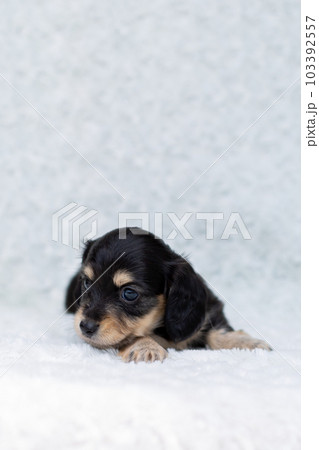 仔犬 カニンヘンダックスフンド 仔犬 カニンヘンダックスフンド 103392557