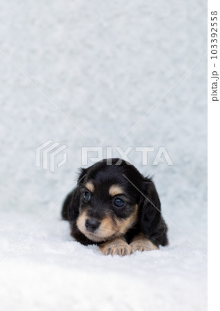 仔犬 カニンヘンダックスフンド 仔犬 カニンヘンダックスフンド 103392558