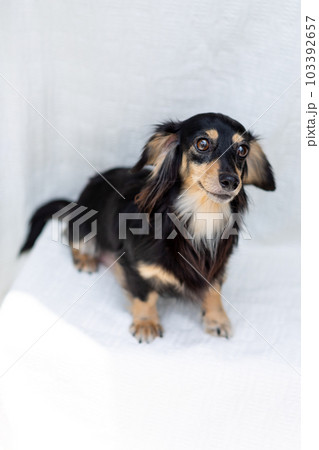 成犬 カニンヘンダックスフンド 成犬 カニンヘンダックスフンド 103392657