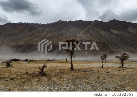 a tree in the middle of the desert,Hunder Sand Dunes of Nubra Valley in Leh Ladakh, India, a tree in the middle of the desert,Hunder Sand Dunes of Nubra Valley in Leh Ladakh, India, 103392958