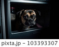 Domestic dog seeks relief from hot summer heat Domestic dog seeks relief from hot summer heat 103393307