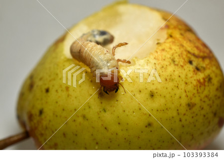 May beetle larva does not eat pear. May beetle larva does not eat pear. 103393384