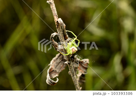 A flower spider sits on a dry flower. 103393386