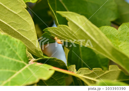 A yellow fruit fly sits on a leaf. A yellow fruit fly sits on a leaf. 103393390