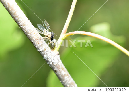 The spider caught an insect with wings. The spider caught an insect with wings. 103393399