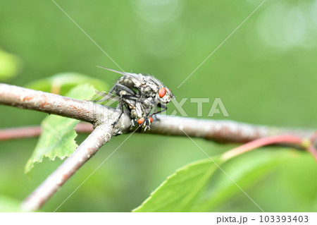 Two gray big flies on a leaf 103393403