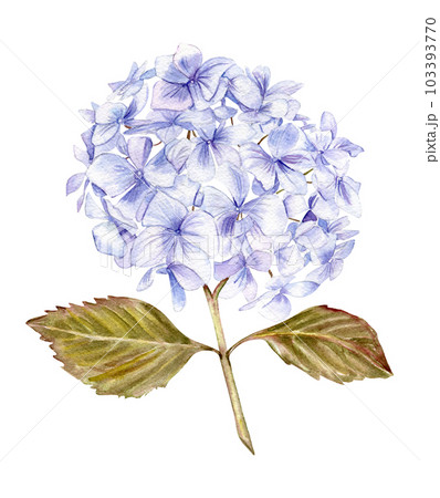 Blue hydrangea flower. For cards, backgrounds. Watercolor illustration for scrapbooking. Perfect for wedding invitation. 103393770