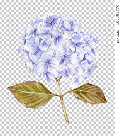 Blue hydrangea flower. For cards, backgrounds. Watercolor illustration for scrapbooking. Perfect for wedding invitation. 103393770