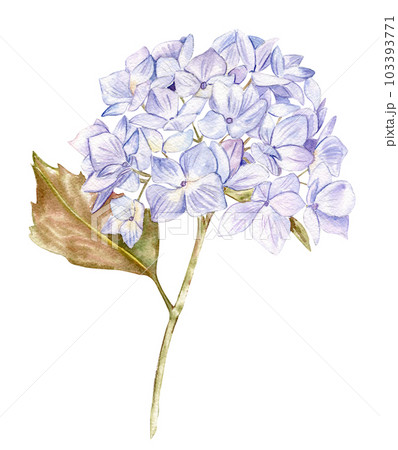 Blue hydrangea flower. For cards, backgrounds. Watercolor illustration for scrapbooking. Perfect for wedding invitation. 103393771