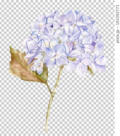 Blue hydrangea flower. For cards, backgrounds. Watercolor illustration for scrapbooking. Perfect for wedding invitation. 103393771