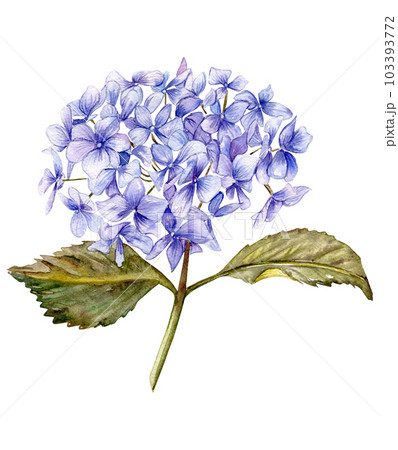 Blue hydrangea flower. For cards, backgrounds. Watercolor illustration for scrapbooking. Perfect for wedding invitation. 103393772