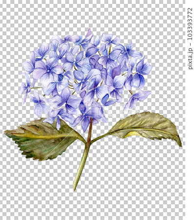 Blue hydrangea flower. For cards, backgrounds. Watercolor illustration for scrapbooking. Perfect for wedding invitation. 103393772