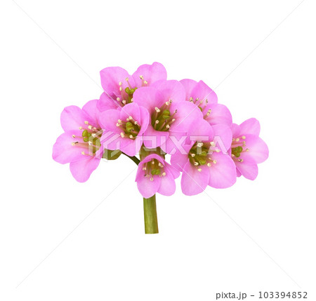 Pink flowers of bergenia crassifolia isolated Pink flowers of bergenia crassifolia isolated 103394852