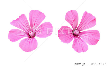 Set of pink flowers of lavatera isolated 103394857