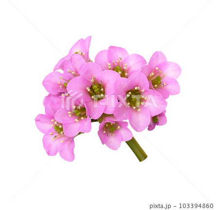 Pink flowers of bergenia crassifolia isolated Pink flowers of bergenia crassifolia isolated 103394860