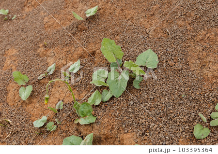 Tussilago farfara, commonly known as coltsfoot. Unopened flower 103395364