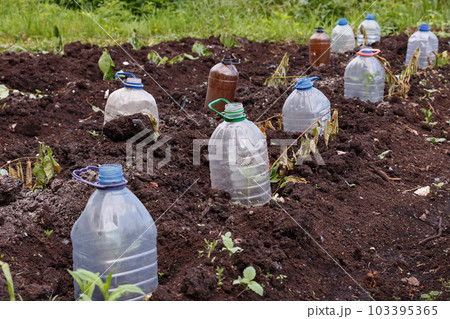 young seedlings of vegetable plants covered with a plastic bottle of water in the garden in the spring 103395365