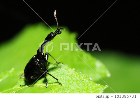 エゴツルクビオトシブミ（オス） 103395731