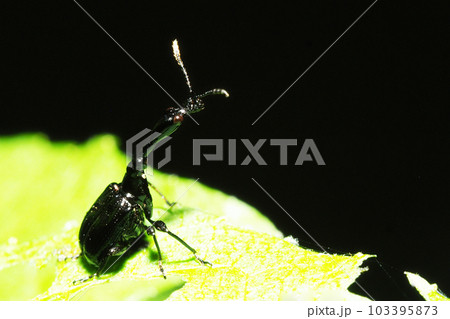 エゴツルクビオトシブミ（オス） 103395873