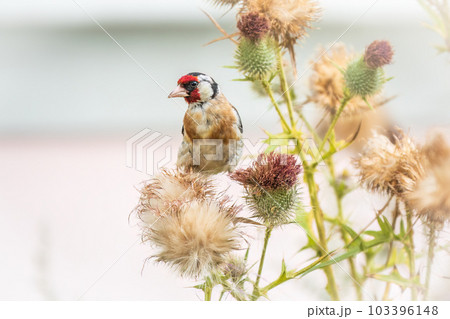 European goldfinch, feeding on the seeds of thistles. Carduelis carduelis. European goldfinch, feeding on the seeds of thistles. Carduelis carduelis. 103396148
