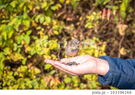 The boy feeds the birds with seeds from his hand. Sparrow eats seeds from the boy's hand The boy feeds the birds with seeds from his hand. Sparrow eats seeds from the boy's hand 103396166