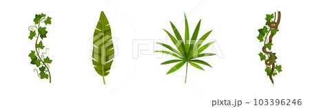 Tropical Leaf on Stem and Liana Vine as Exotic Flora Vector Set 103396246