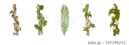 Tropical Leaf on Stem and Liana Vine as Exotic Flora Vector Set Tropical Leaf on Stem and Liana Vine as Exotic Flora Vector Set 103396252