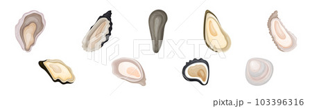 Oyster as Salt-water Bivalve Molluscs and Marine Delicacy Vector Set Oyster as Salt-water Bivalve Molluscs and Marine Delicacy Vector Set 103396316