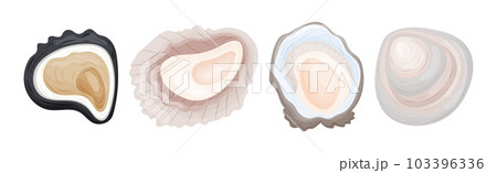 Oyster as Salt-water Bivalve Molluscs and Marine Delicacy Vector Set Oyster as Salt-water Bivalve Molluscs and Marine Delicacy Vector Set 103396336