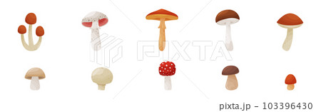 Different Forest Mushrooms with Stem and Cap Isolated on White Background Vector Set Different Forest Mushrooms with Stem and Cap Isolated on White Background Vector Set 103396430