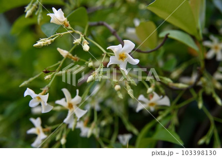 テイカカズラの花 テイカカズラの花 103398130