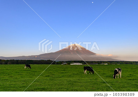 静岡県・朝霧高原の牧草地と富士山の絶景(夕焼け) 静岡県・朝霧高原の牧草地と富士山の絶景(夕焼け) 103398389