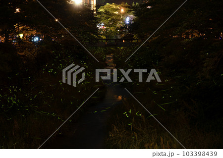 一の坂川の蛍　ゲンジボタル　山口県山口市 103398439