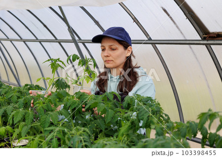 woman in greenhouse is engaged in gardening, transplanting seedlings of tomatoes and peppers. 103398455
