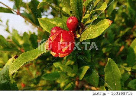 ripening pomegranates on a tree branch 103398719