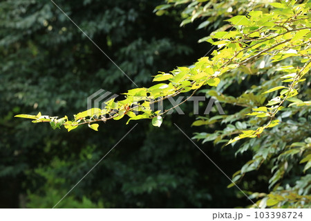 三ッ池公園を歩いた 103398724