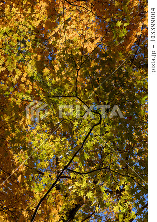 塩原の大沼公園の紅葉 塩原の大沼公園の紅葉 103399004