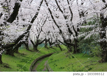 仙川沿いの満開のサクラ 103399312