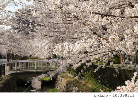 仙川沿いの咲き乱れるサクラ 仙川沿いの咲き乱れるサクラ 103399313